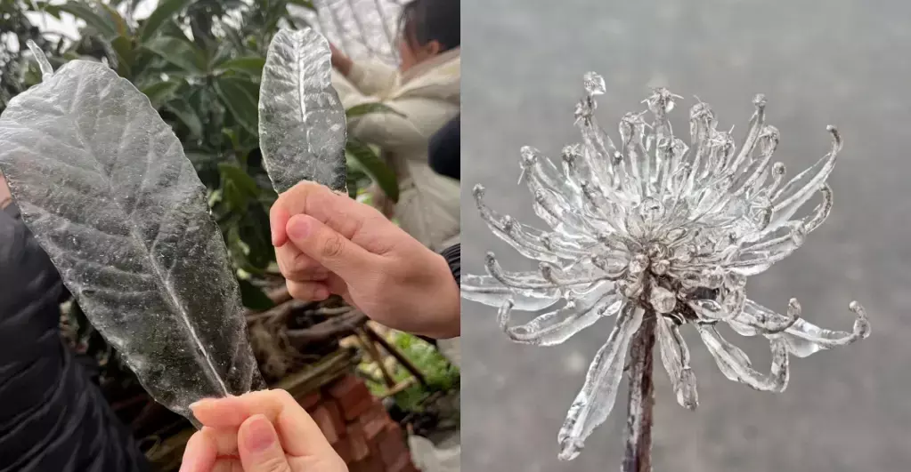 湖北的冻雨有多可怕?凤凰网北美_凤凰网