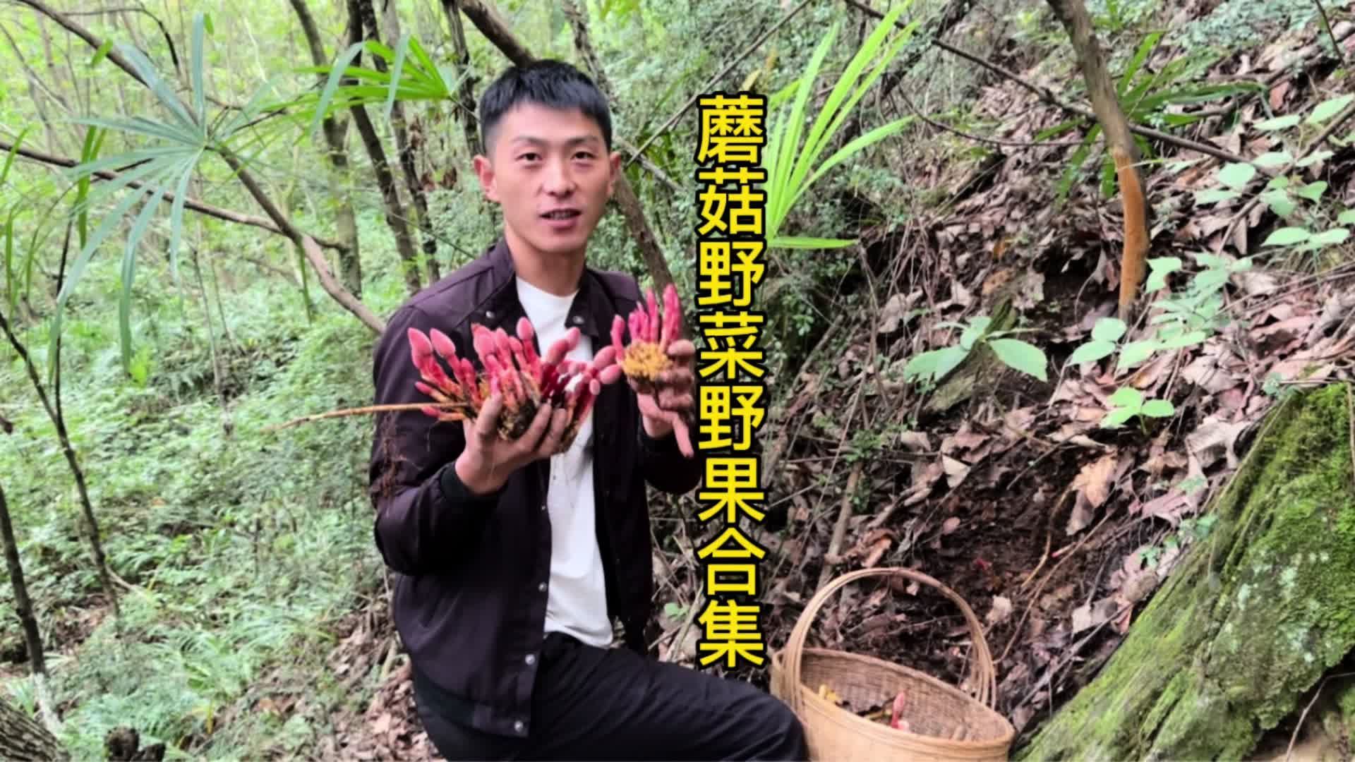 带你们认识一下四川的山里都有哪些可以吃的蘑菇 野菜 和野果