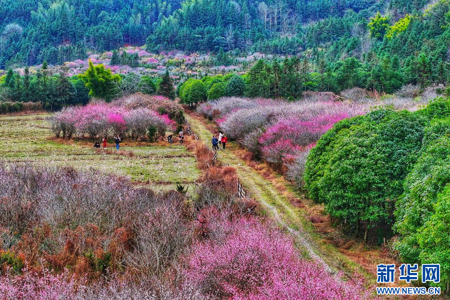 全南县南迳镇黄云村梅园的梅花迎来最佳观赏期。新华网发 刘大钊 摄