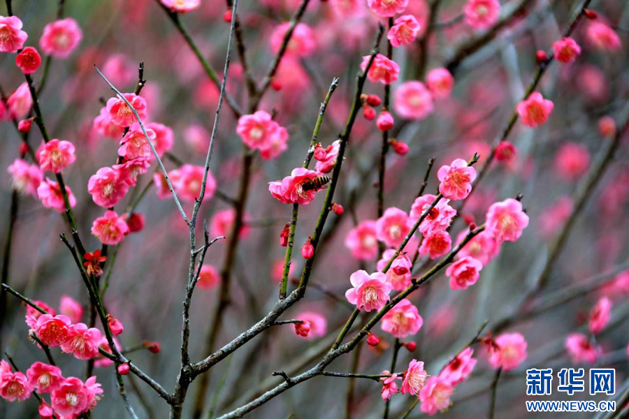 全南县南迳镇黄云村梅园的梅花迎来最佳观赏期。新华网发 尹其奇 摄