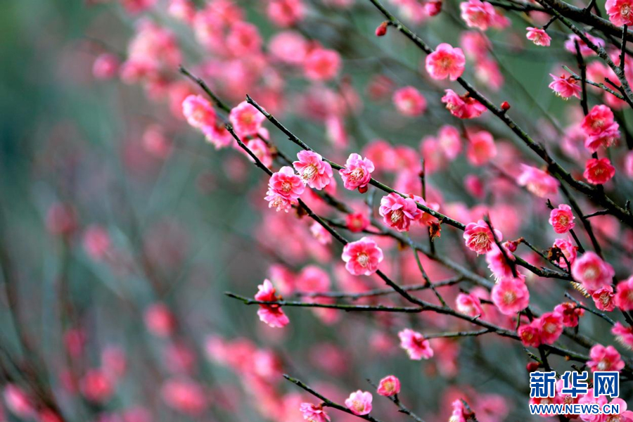 暗香浮动,花香扑鼻。新华网发 刘大钊 摄