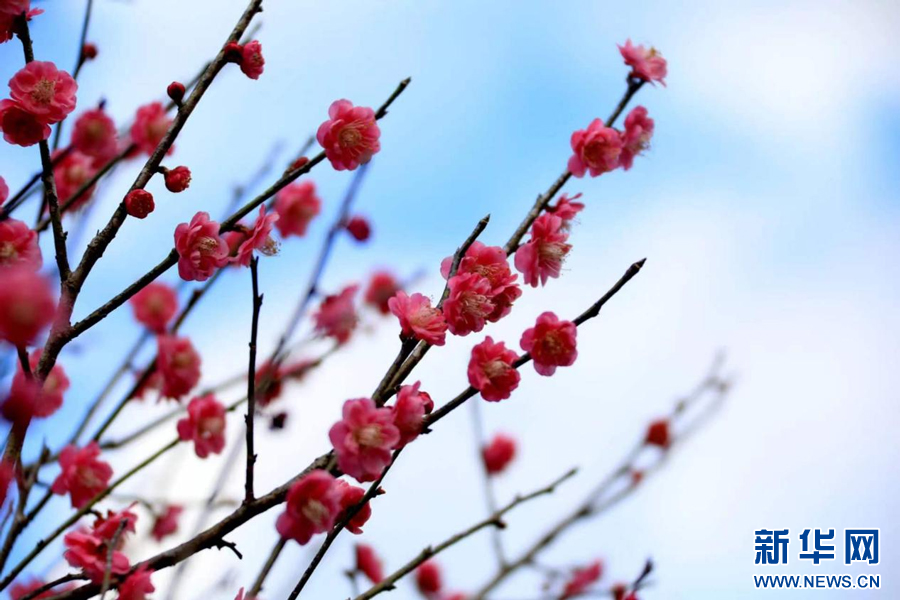 一朵朵梅花俏丽枝头。新华网发 尹其奇 摄