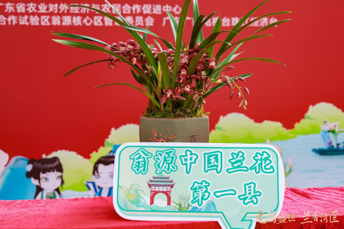 龙腾盛世,兰香湾区!翁源兰花香飘广州水上花市
