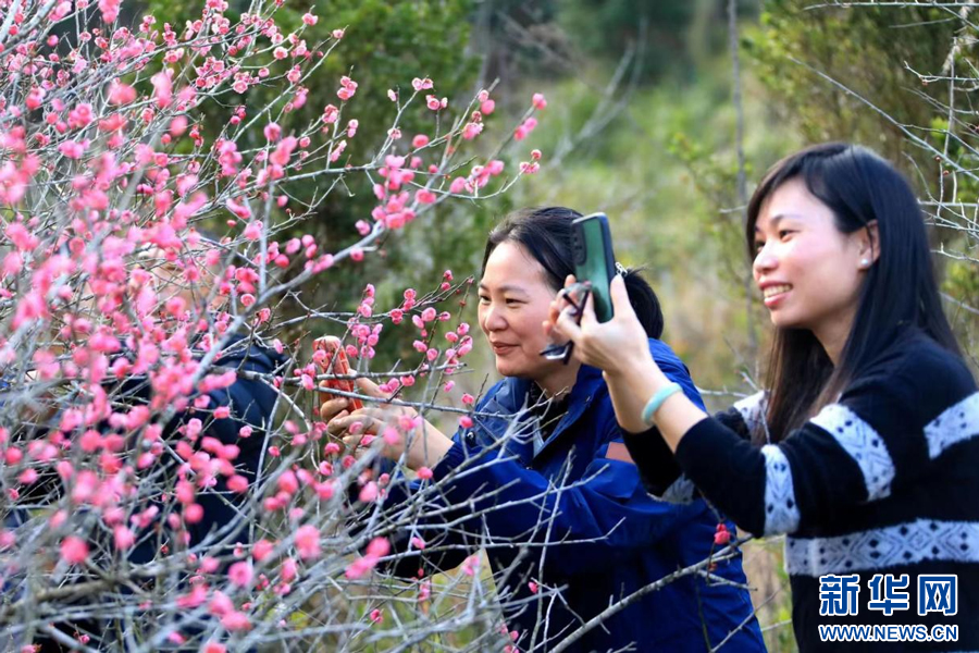 游客在全南县南迳镇黄云村梅园内赏梅花。新华网发 尹其奇 摄