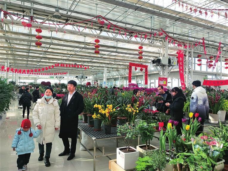 造型喜气的年宵花深受市民欢迎　记者　祁瑞龙　摄