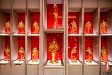 长白山野山参借横琴开拓粤港澳大湾区市场