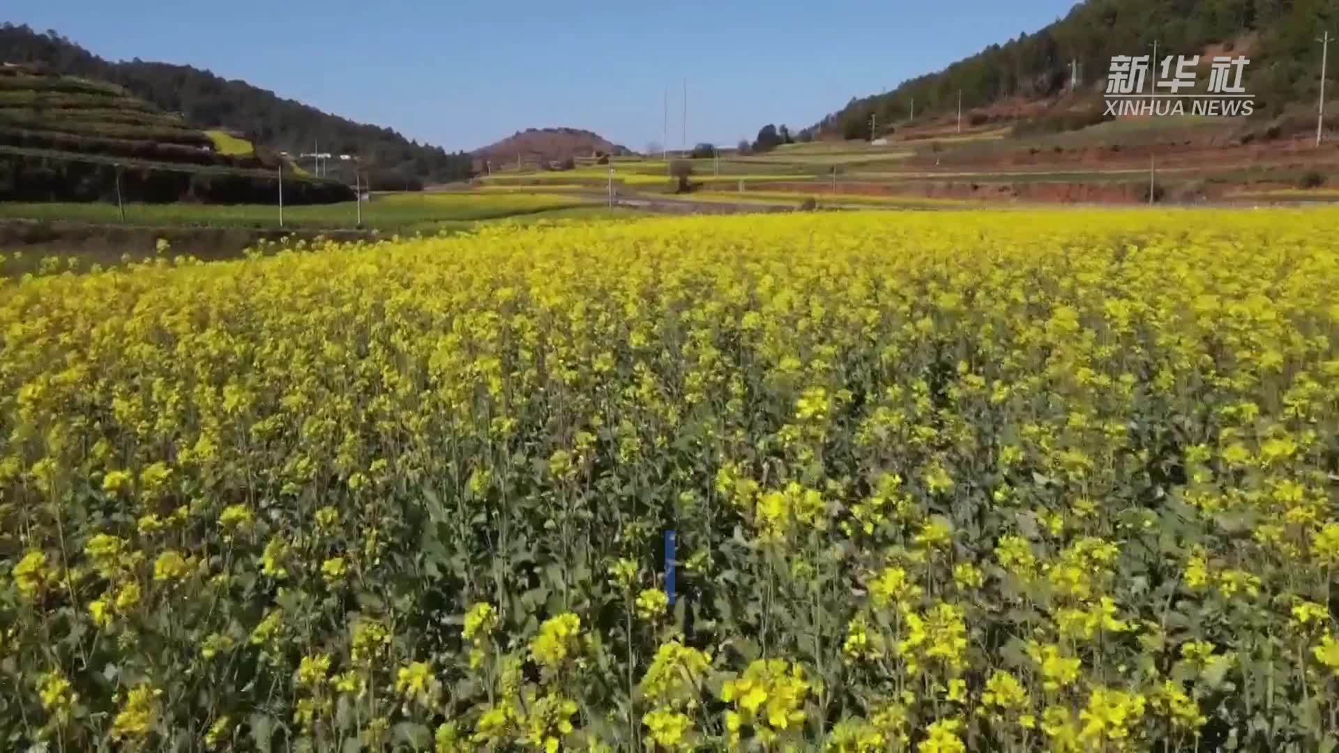 立春后 来云南峨山看油菜花绽放