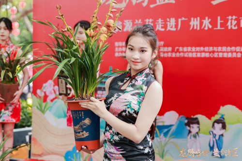 龙腾盛世,兰香湾区!翁源兰花香飘广州水上花市