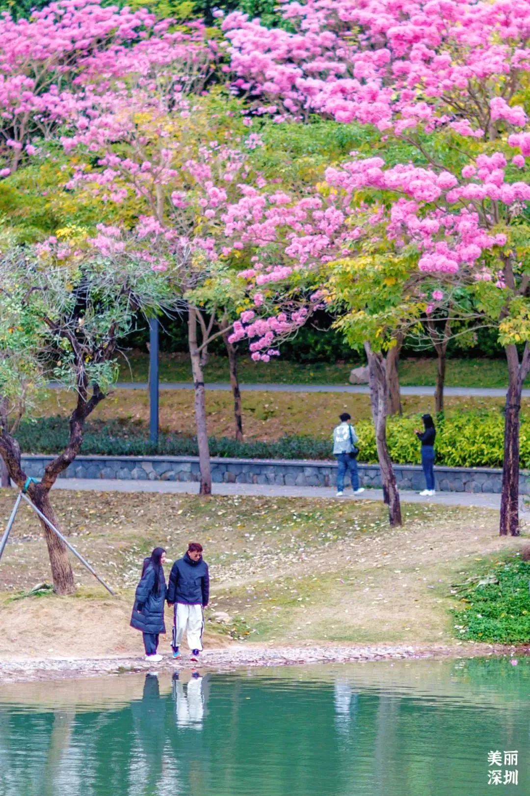 迎春花市 浪漫花海,快来解锁深圳花花地图 