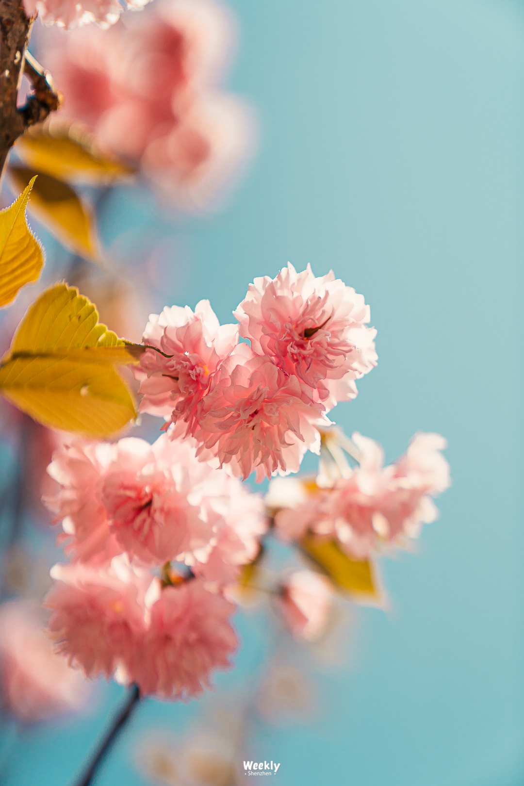 迎春花市 浪漫花海