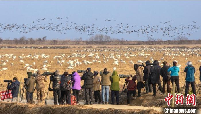 图为摄影爱好者们在江西省上饶市余干县康山垦殖场插旗洲分场用“长枪短炮”捕捉候鸟的精彩瞬间。　周志农 摄