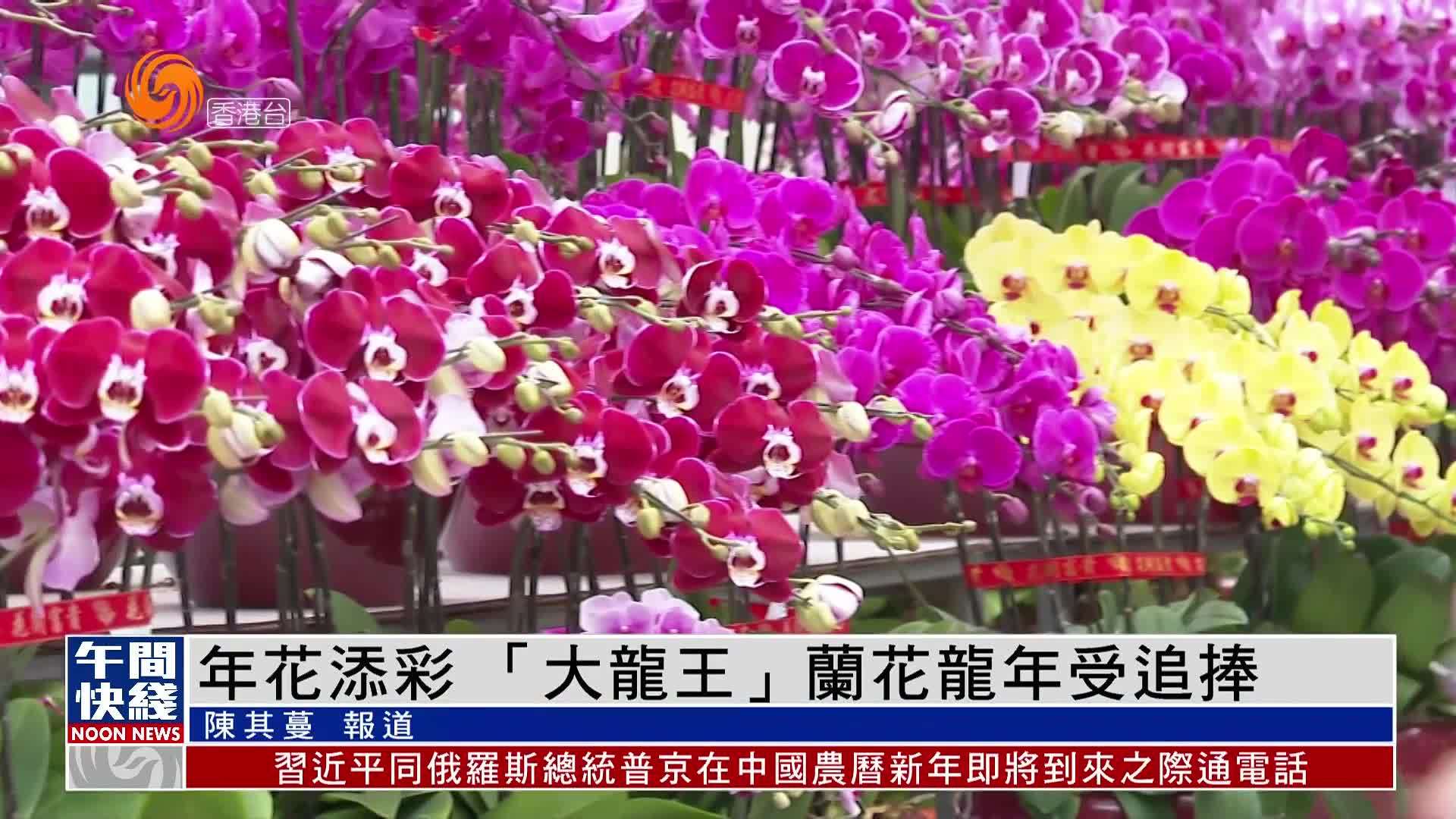 香港|年花添彩 「大龙王」兰花龙年受追捧