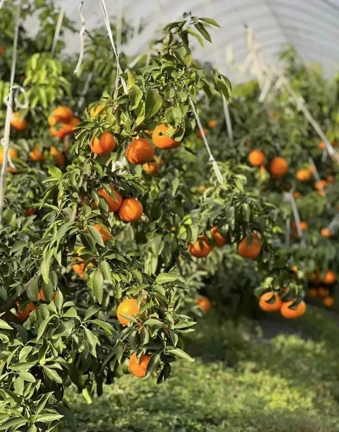 从A到Z!细数常州人对生活的热爱