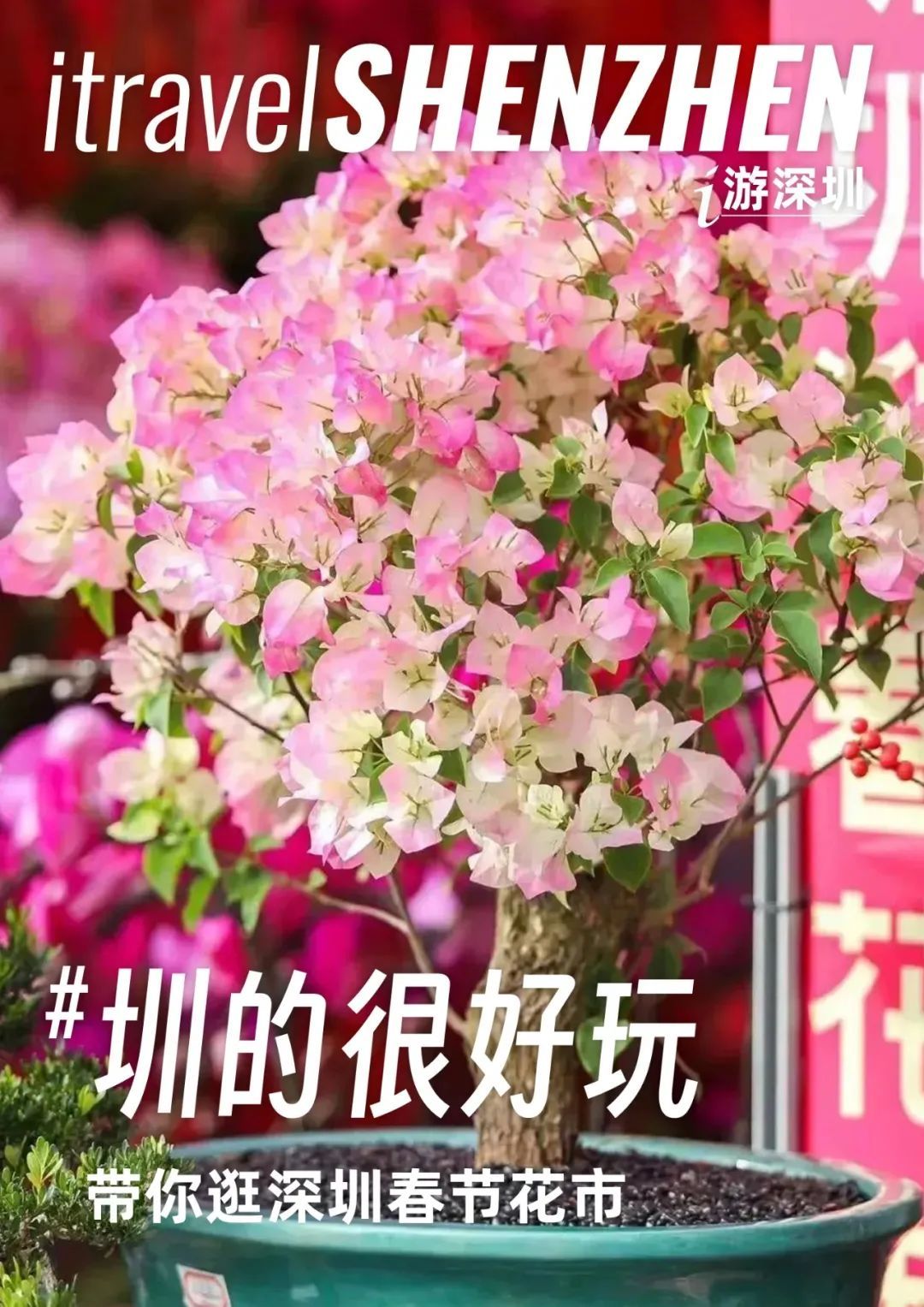 行過花街才算年2024深圳各區迎春花市超全攻略