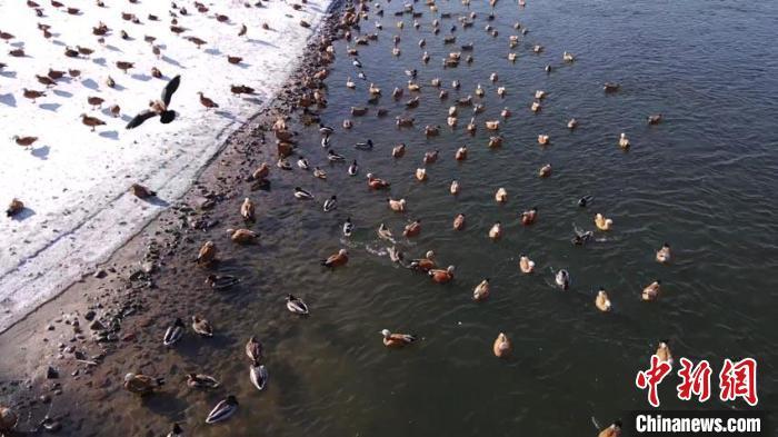 “化工城”吉林稳步迈向“生态城”，位于城区的长白岛吸引大量水鸟过冬。　苍雁 摄