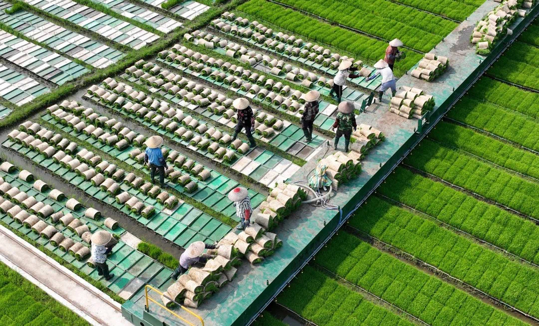 中国农民合作社500强宜兴金兰入围