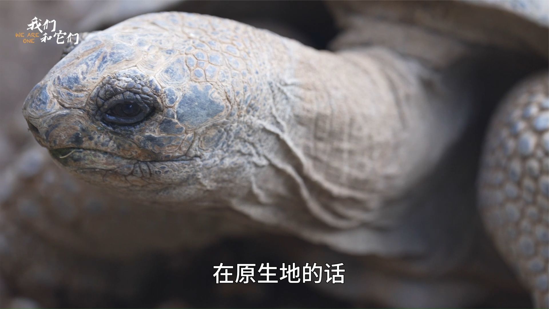 百只陆龟聚集云南深山：日光浴配SPA，“龟谷”日常有点惬意_凤凰网视频_凤凰网