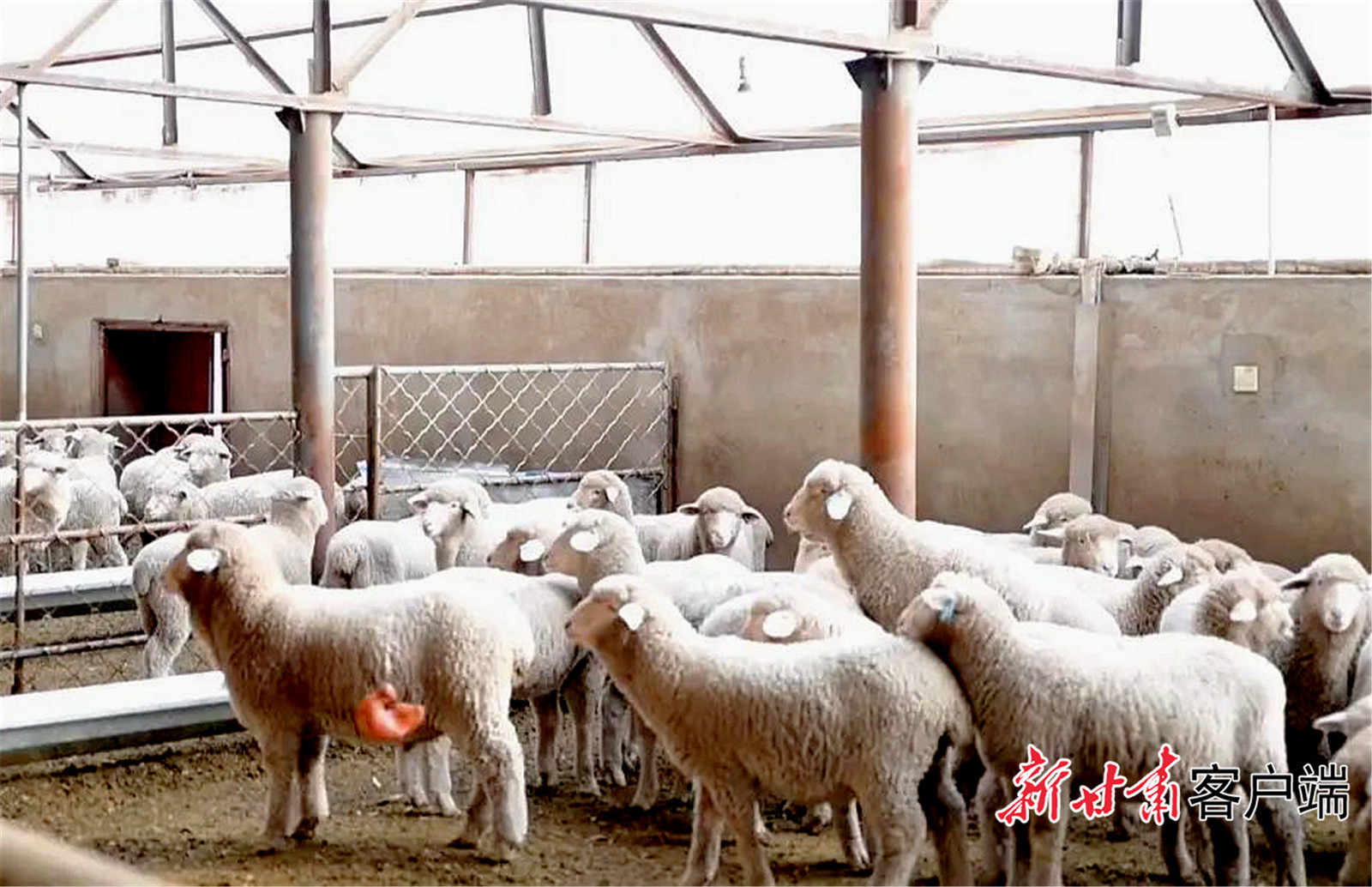 天华肉羊养殖规模逐步扩大