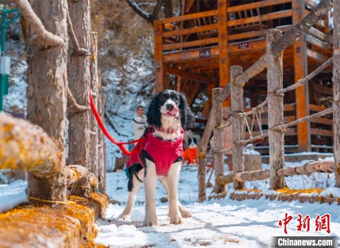 宠物犬“小福”的旅途留影。(受访者供图)