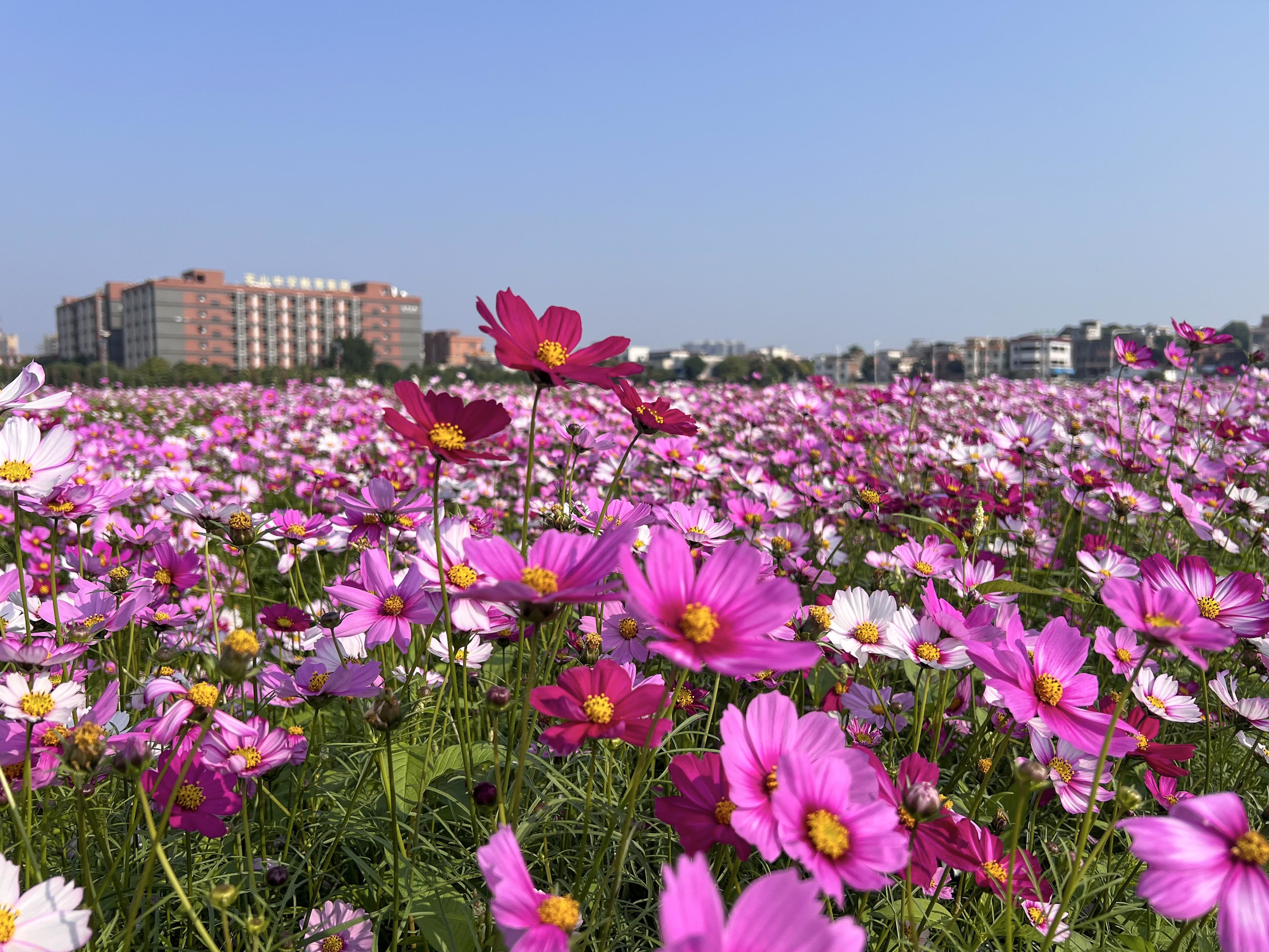 荣昌仁义花海好久开图片