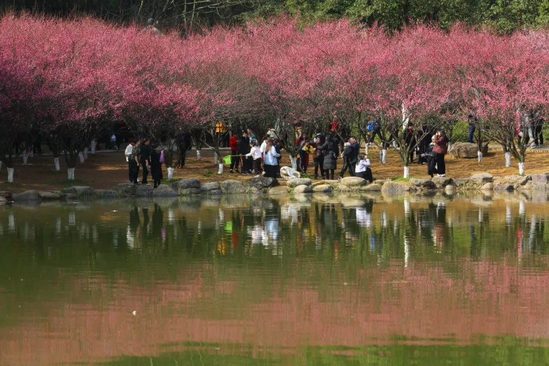市民在邵阳市大祥区西苑公园赏梅