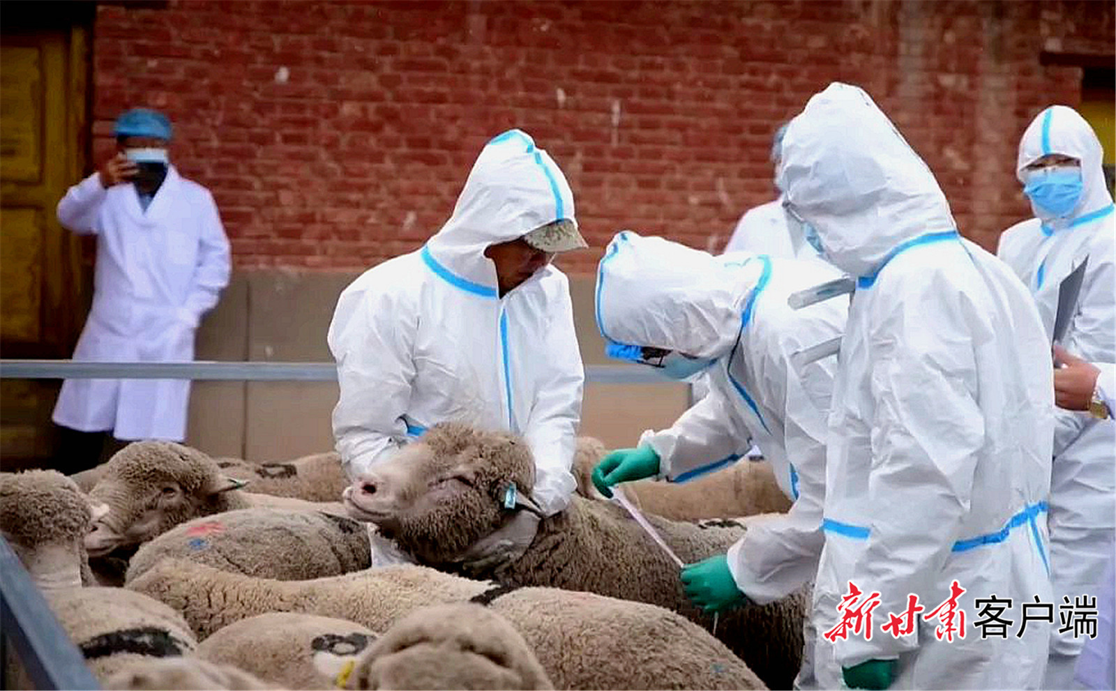 专家团队在测量天华肉羊成长指标