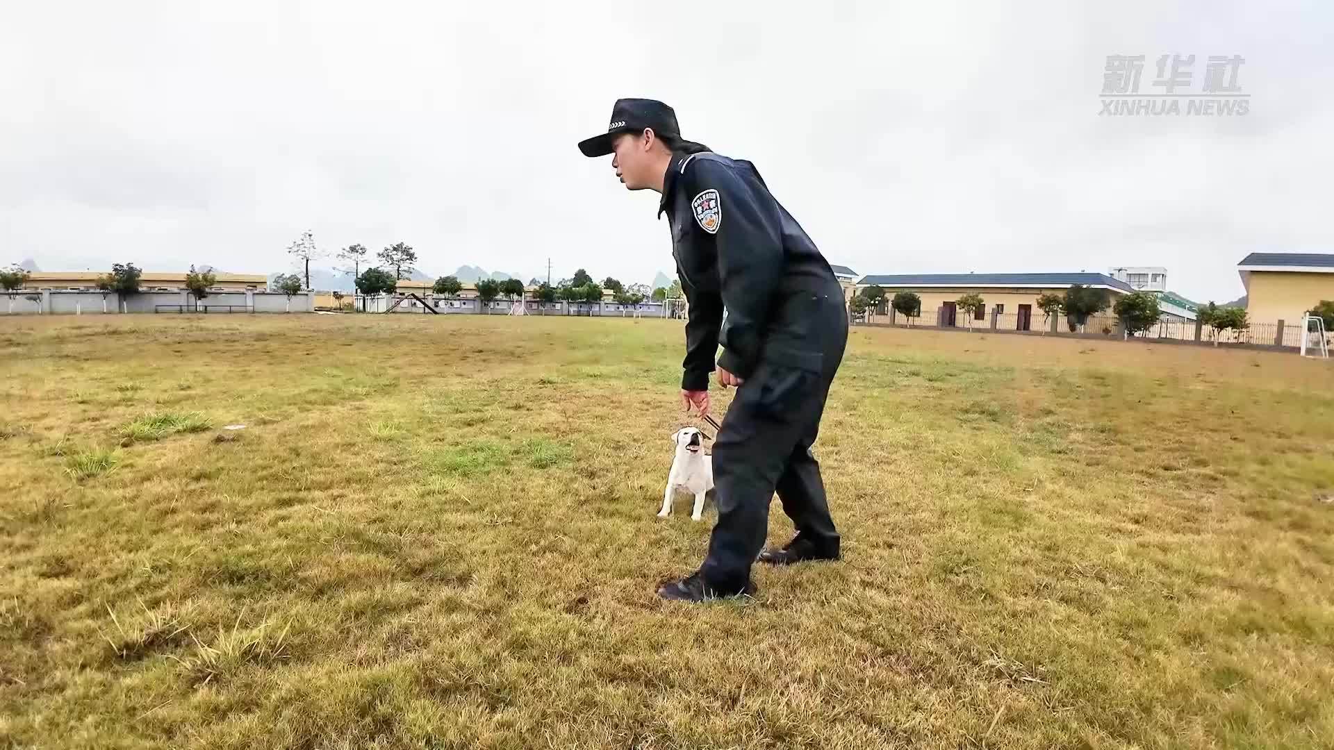 新春走基层｜杰克罗素梗犬小P的春运首秀