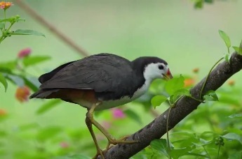 唱响守护生态的理想之歌