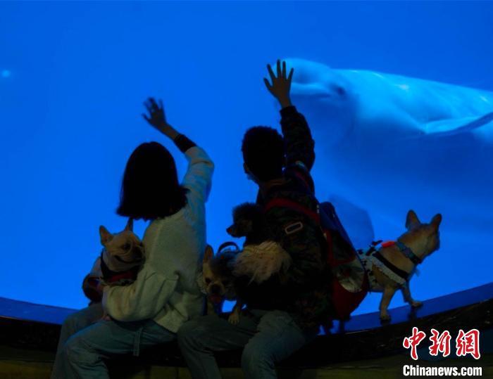 宠物旅行团走进海洋馆。(成都爱仔宠物旅行团供图)