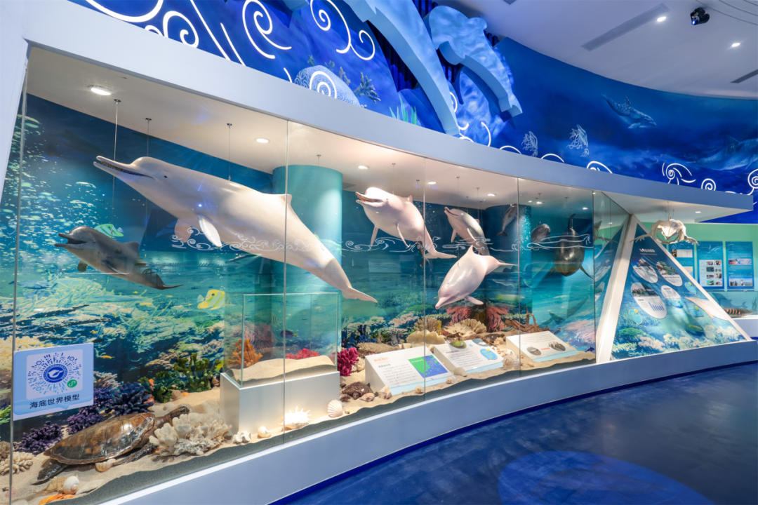 过年来珠海高新 中华白海豚基地免费开放