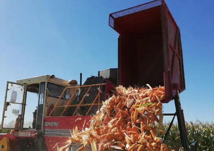 村民在收庄稼　受访者供图