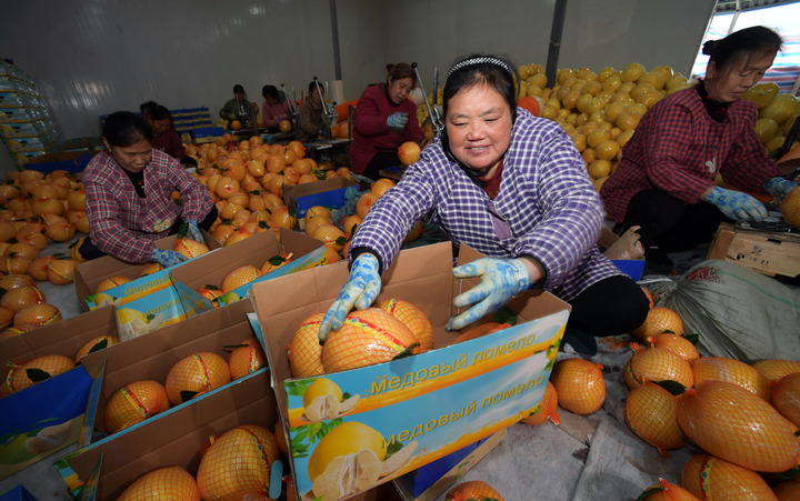 2024年1月8日，岑巩县民丰果树种植专业合作社里的工人在包装思州柚。新华社记者杨楹摄