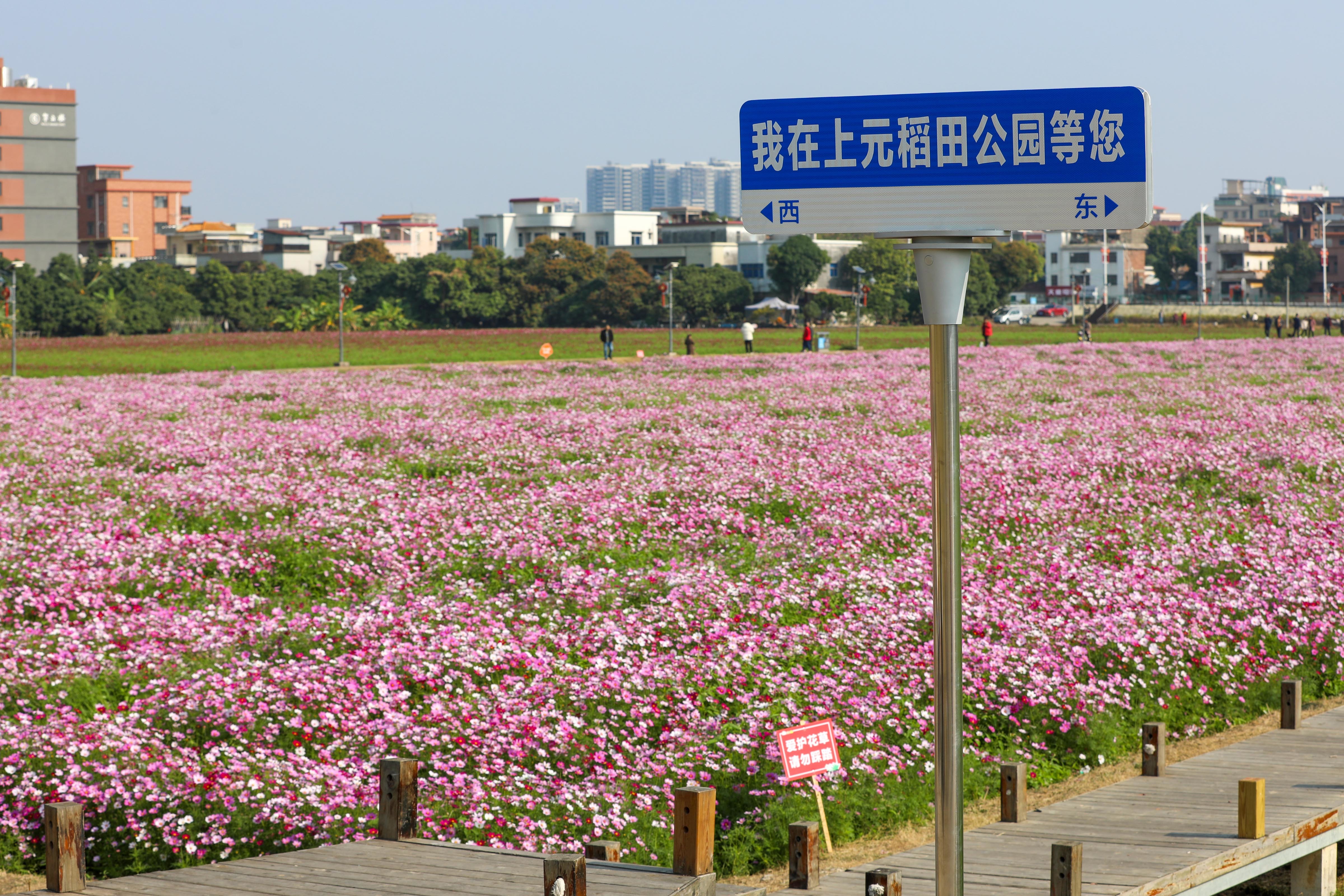 在上元稻田公园,田野里彩蝶纷飞,蜜蜂起舞,格桑花和油菜花已经长到半