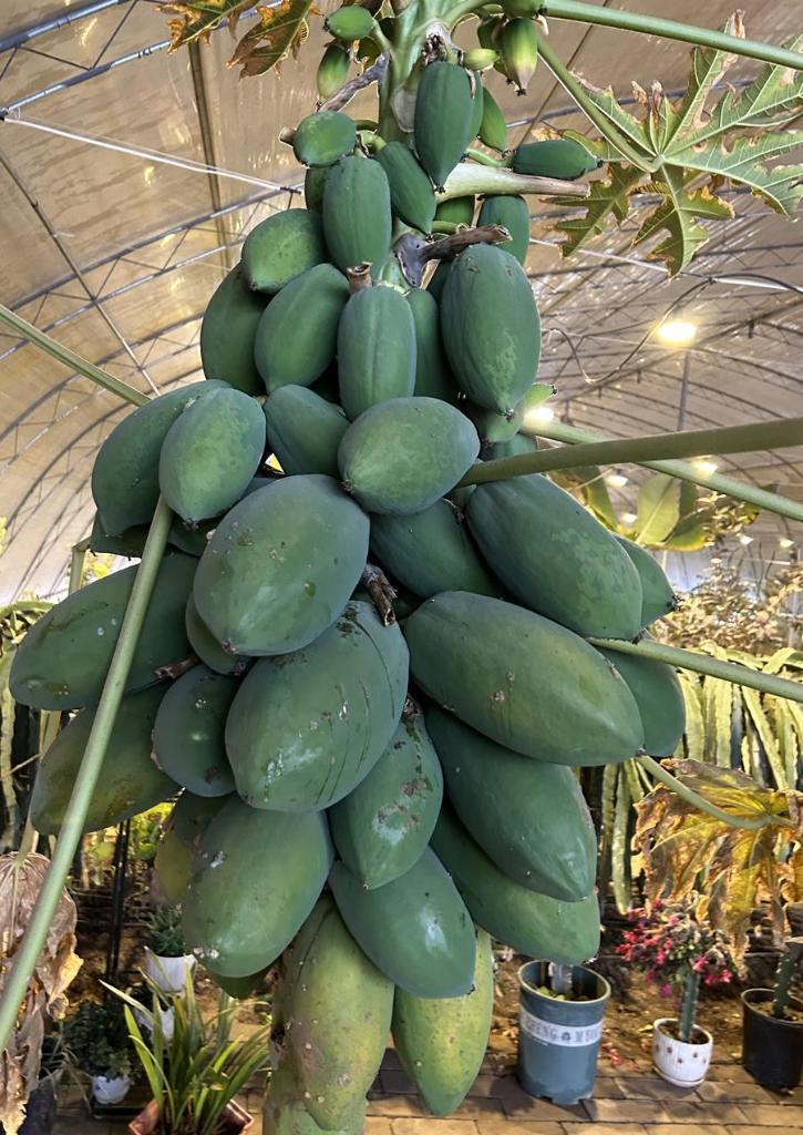 陕西杨凌青皮她园火龙果种植专业合作社试种的木瓜(2月5日摄).