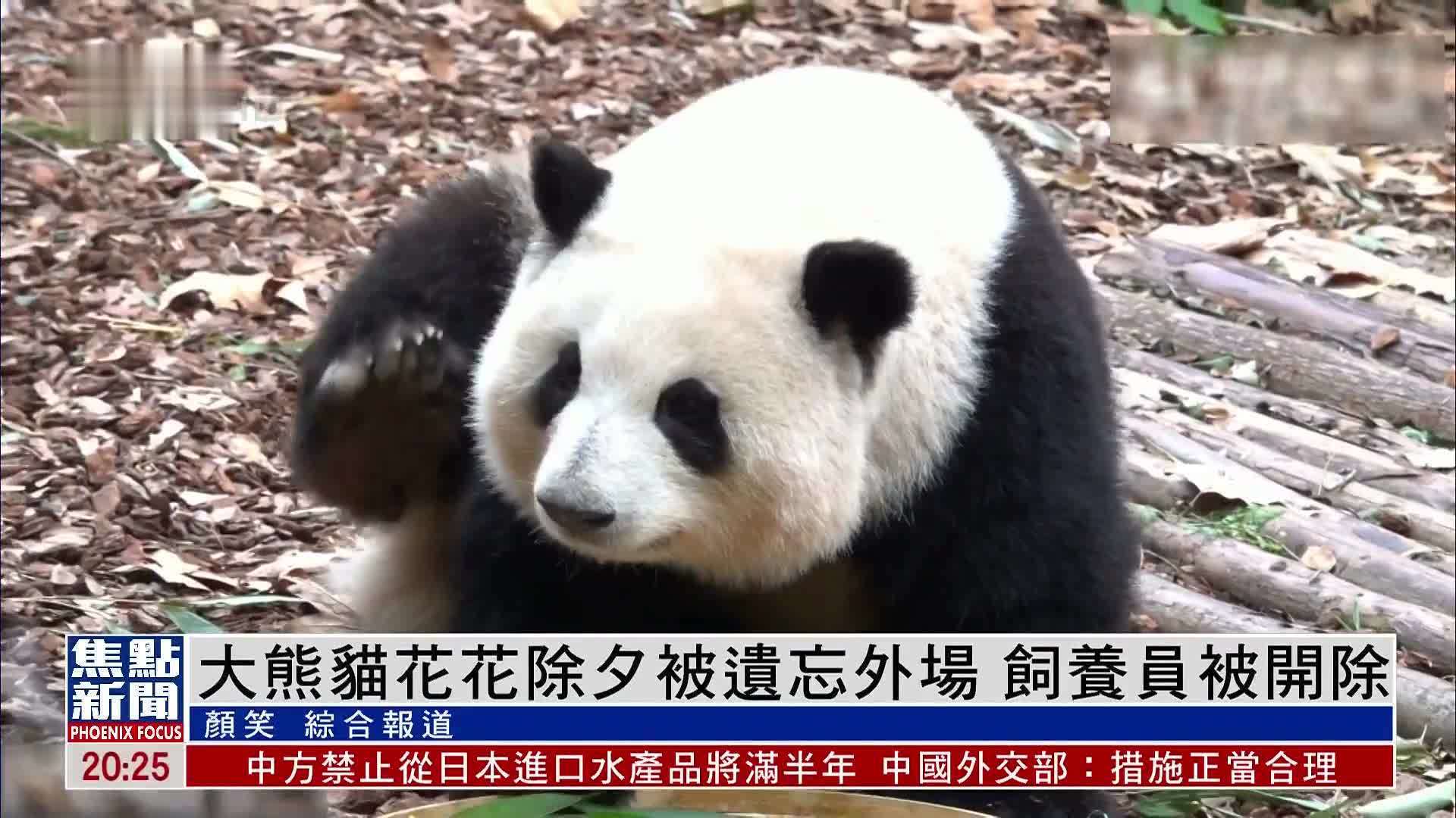 大熊猫花花除夕被遗忘外场 饲养员被开除