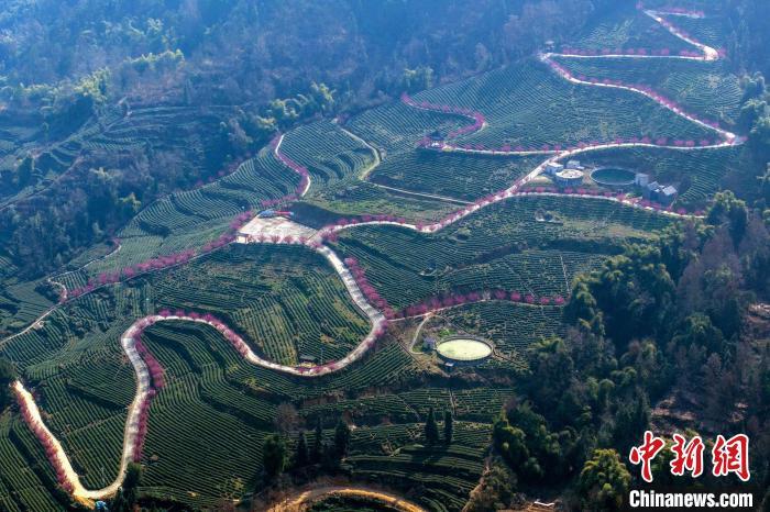 村组道路宛如粉红色的丝带环绕在高山茶园之间。王罡 摄