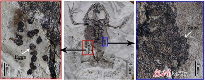 祁连甘肃蟾副模标本（中间）及其腹腔内的卵（两侧）