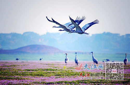 鄱陽(yáng)湖畔，候鳥(niǎo)和蓼子花海相映成趣。通訊員傅建斌攝