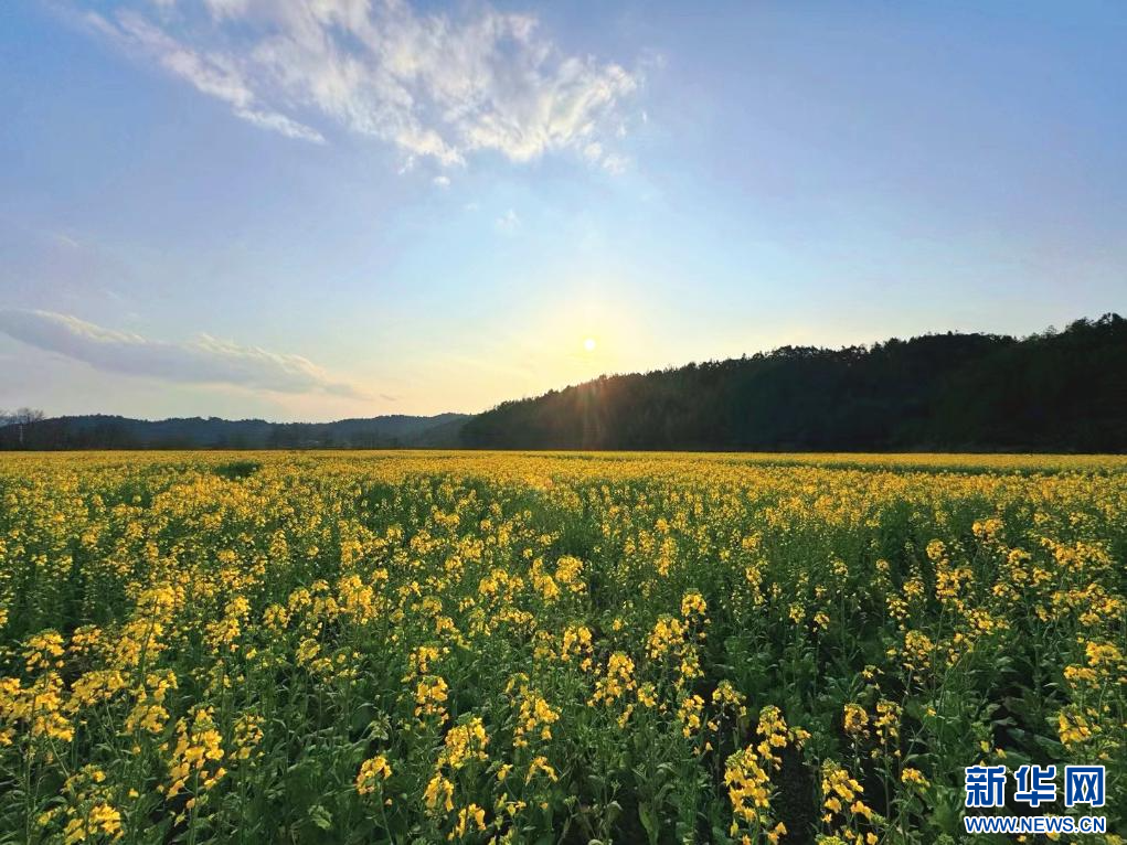 江西:油菜花烂漫绽放(图)
