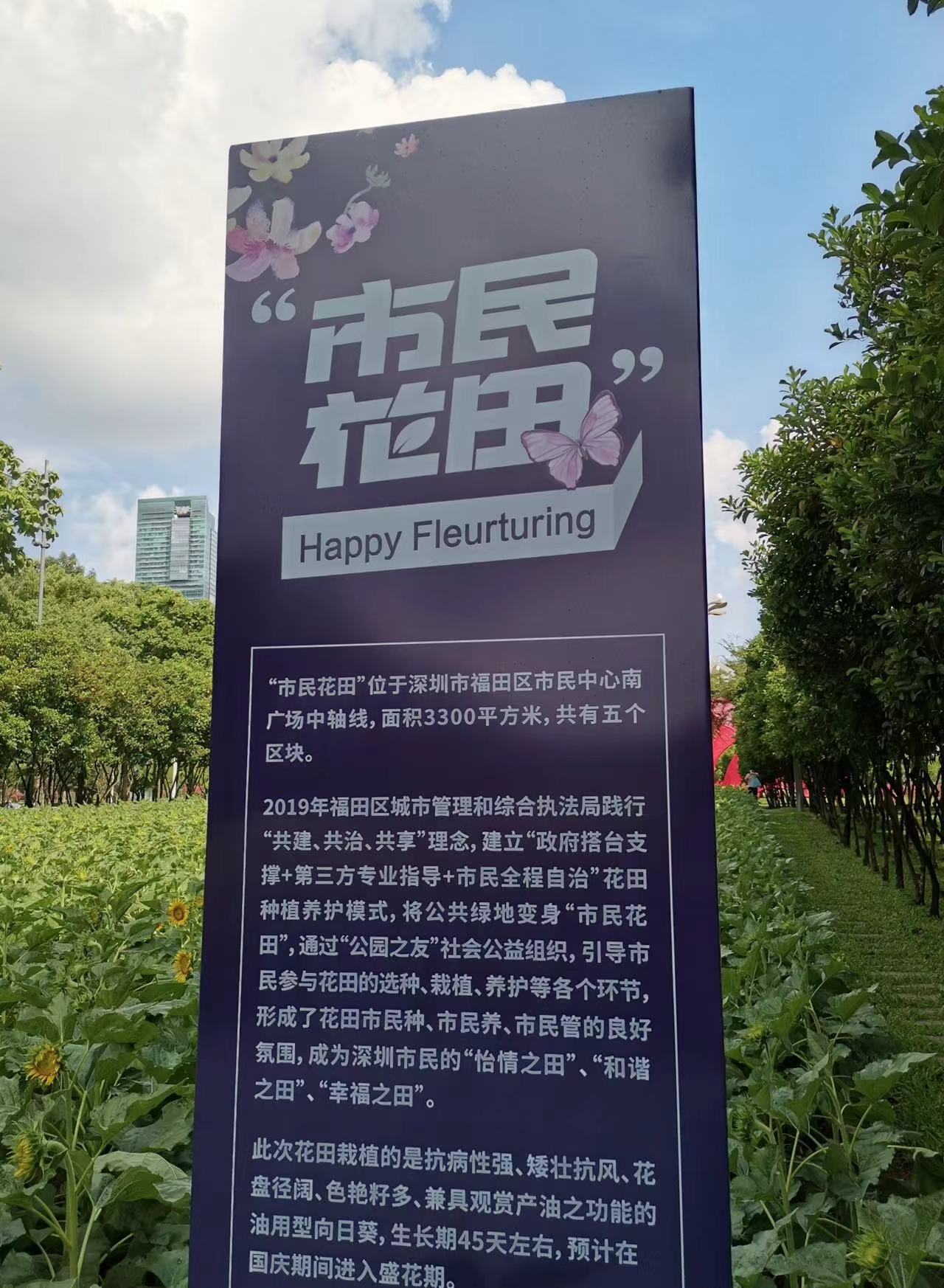 深圳！发现超大向日葵花海，快冲！