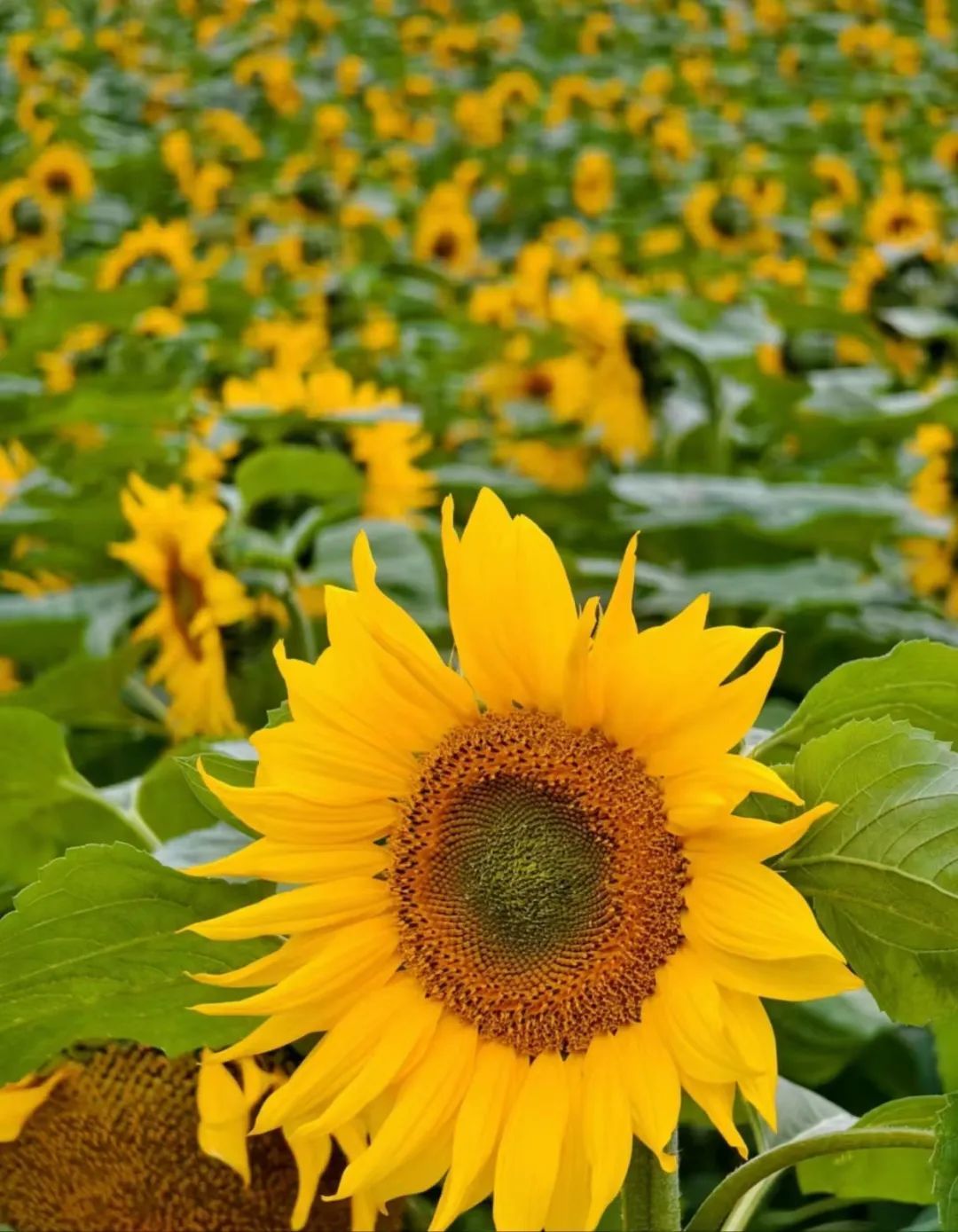 3200平方米的金色梦田近10000株的向日葵组成了向日葵花海盛开啦!