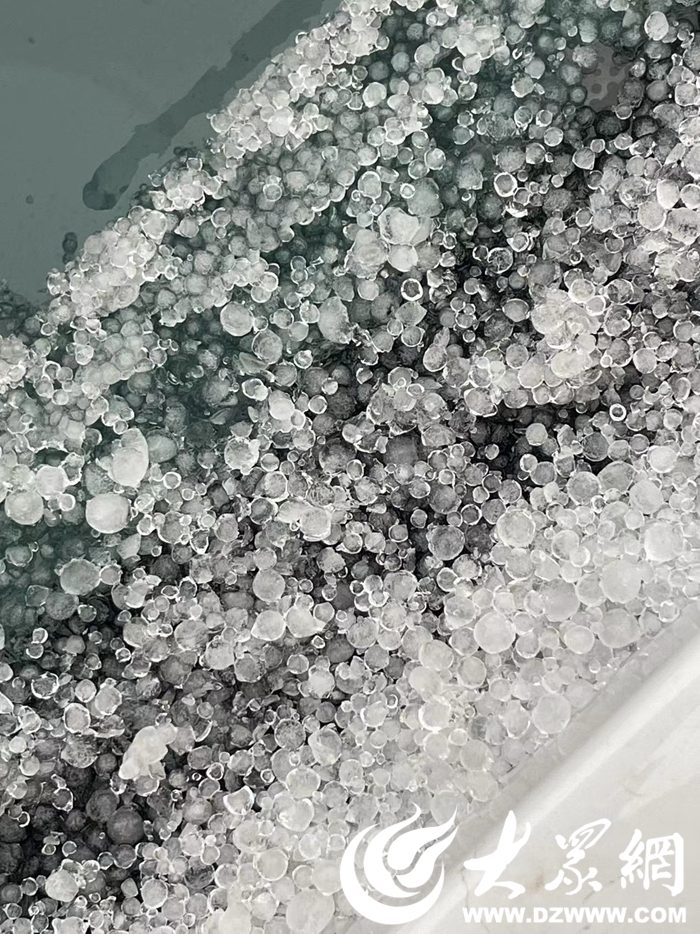 菏泽昨天下的冰粒子学名叫霰,雪霰之后必有“暴雪”?气象台回复了!凤凰网山东_凤凰网