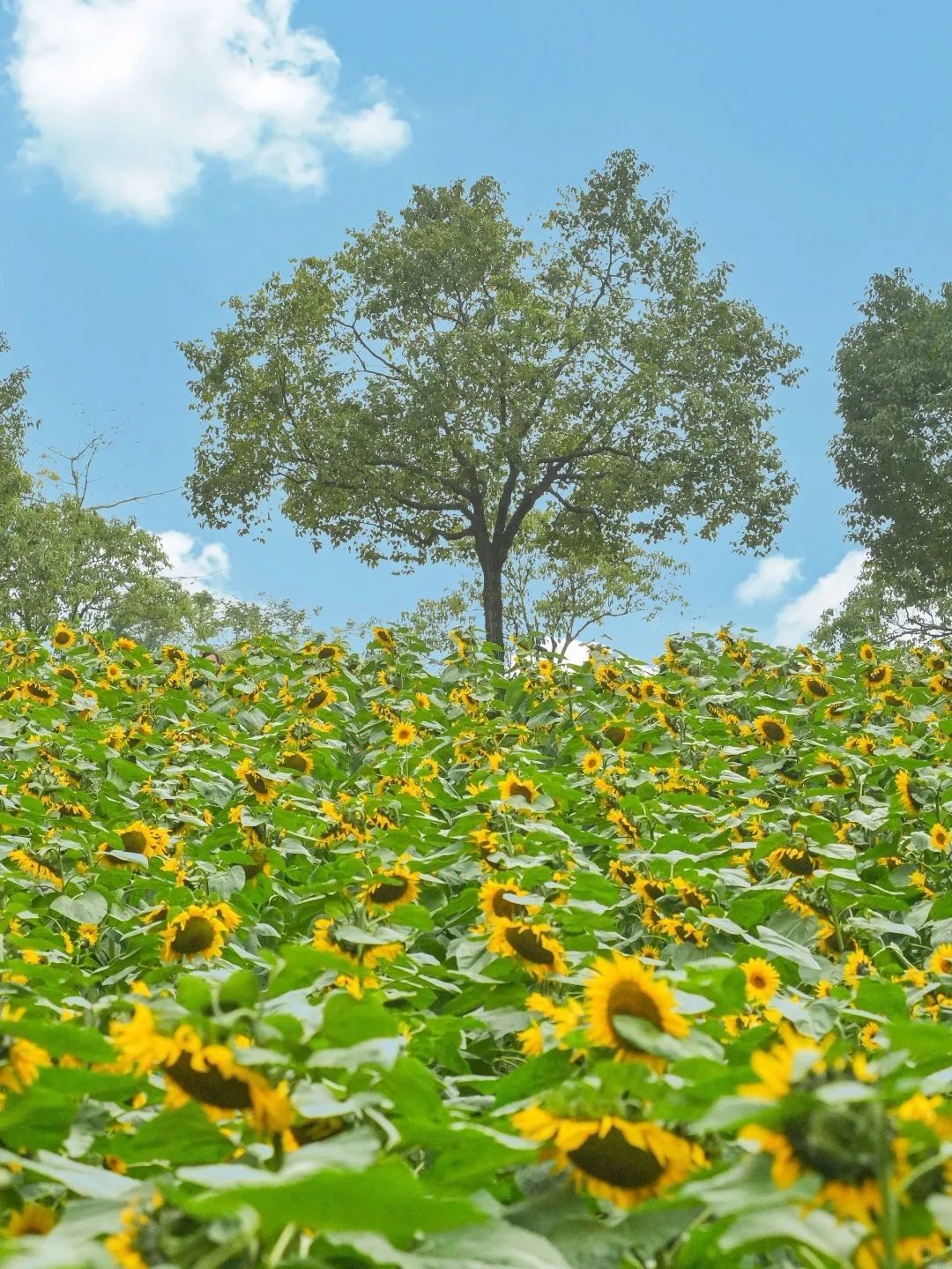 深圳！发现超大向日葵花海，快冲！