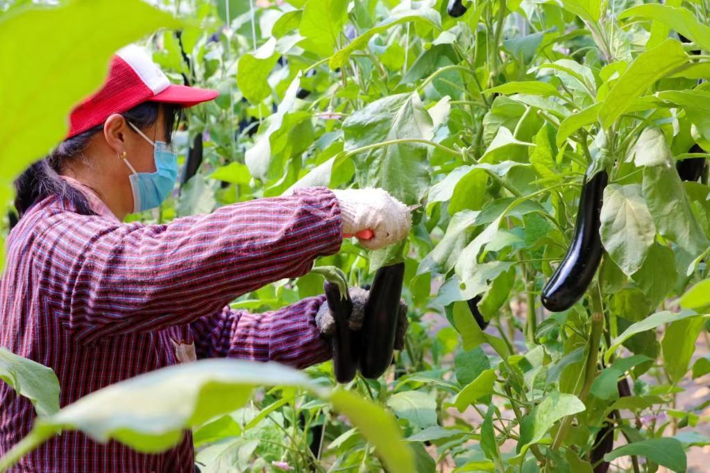 村民正在位于冀州区东罗口村的北京新发地果蔬驿站示范园区采摘茄子。新华社记者任丽颖 摄