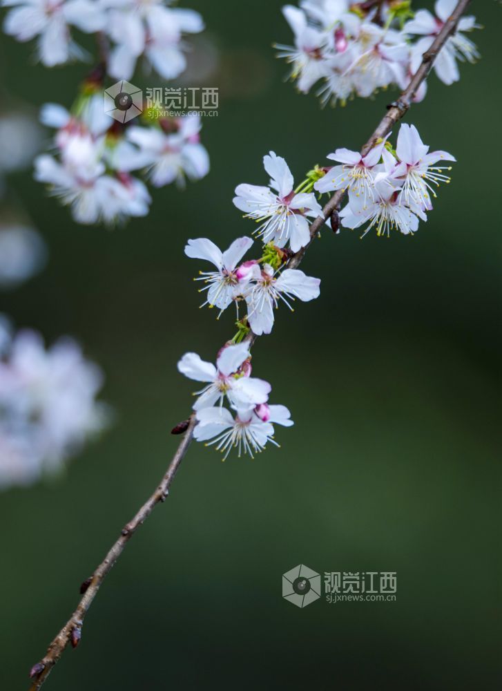 分宜:野生樱花迎春绽放(图)