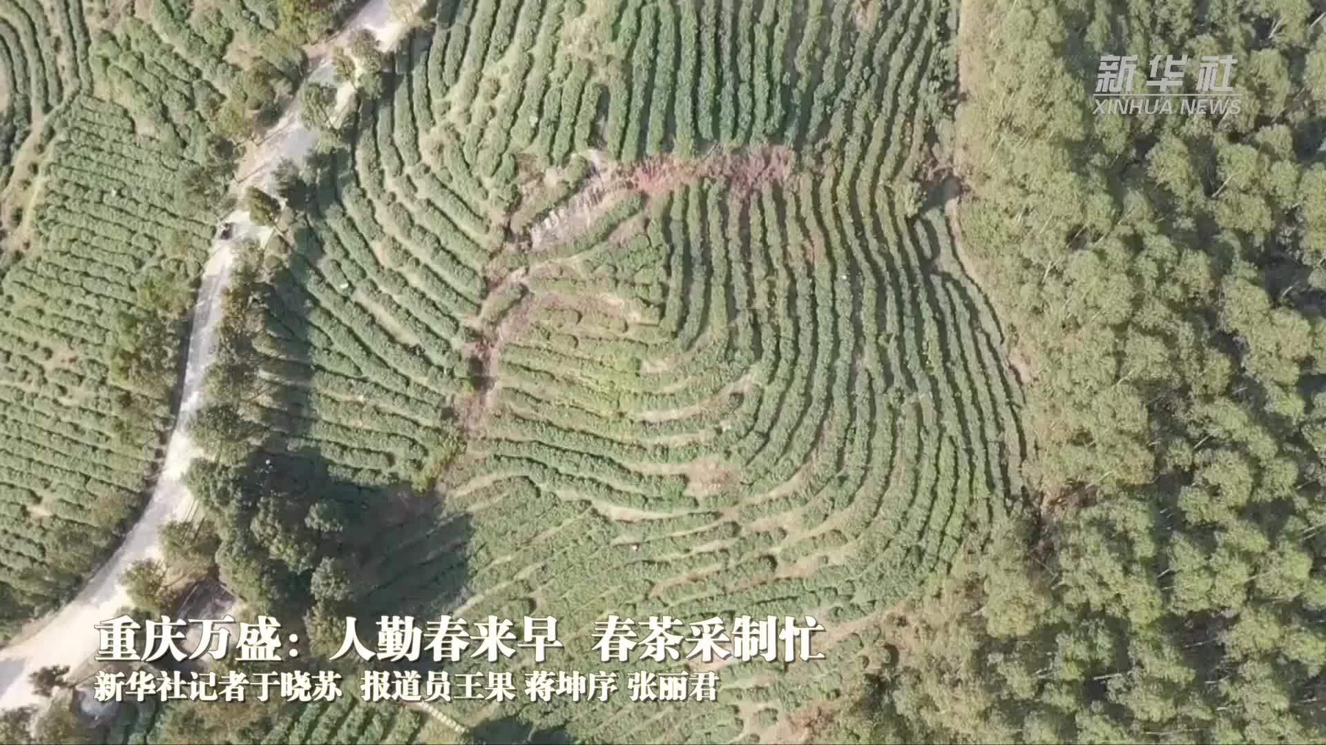 重庆万盛：人勤春来早 春茶采制忙