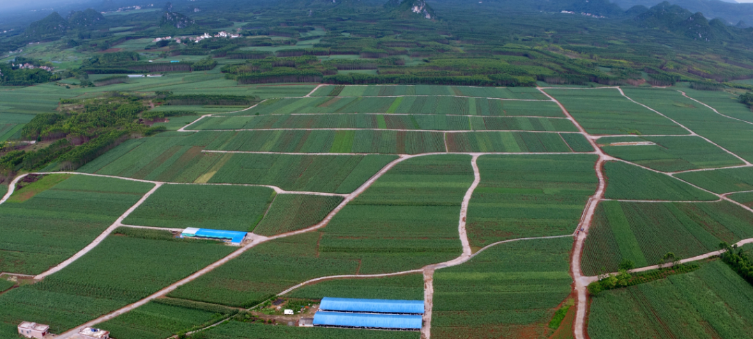 来宾市国家现代农业产业园黄安优质“双高”糖料蔗基地