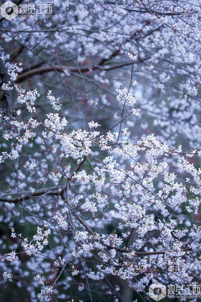 分宜:野生樱花迎春绽放(图)