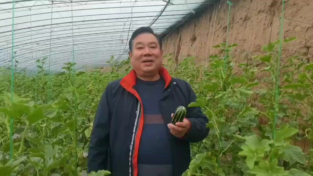 春至花果山丨陕西渭南澄城县樊家川头茬甜瓜甜蜜上市