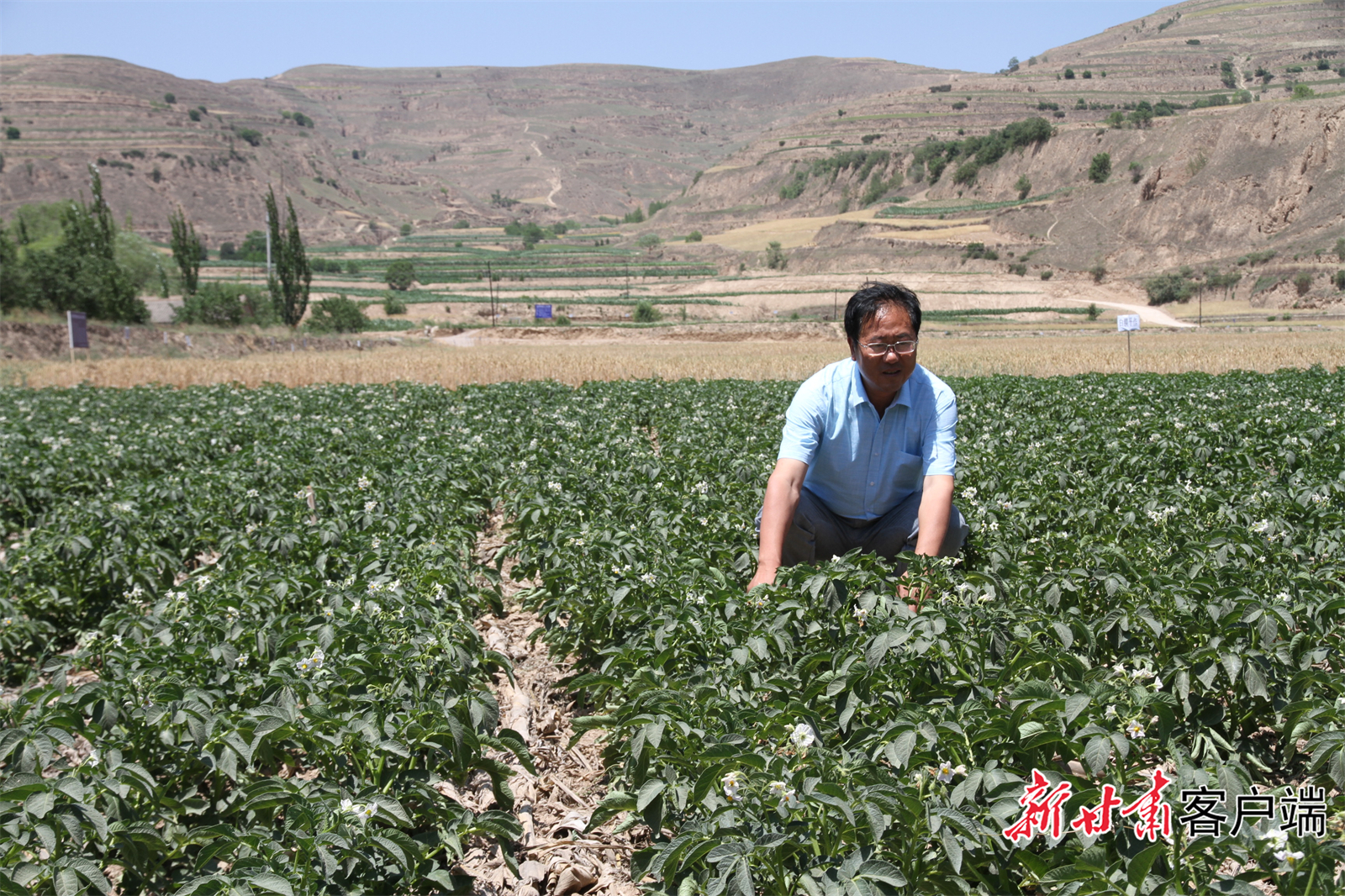 柴守玺委员在田间察看农作物长势